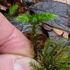 Mniodendron comosum