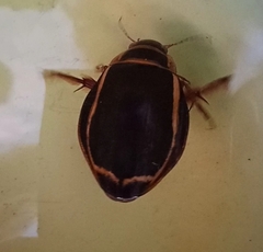 Dytiscus latissimus