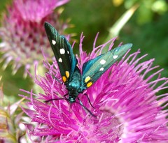 Zygaena ephialtes