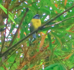 Coereba flaveola mexicana