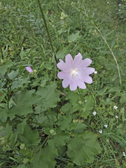 Malva thuringiaca