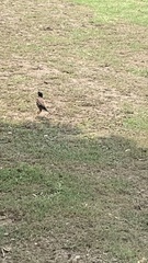 Acridotheres tristis