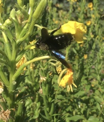 Xylocopa violacea