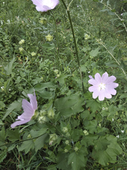 Malva thuringiaca