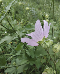 Malva thuringiaca