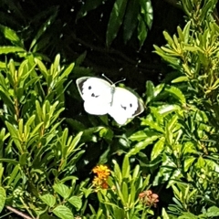 Pieris brassicae azorensis