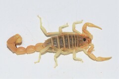 Parabuthus brevimanus