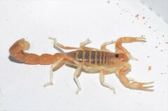 Parabuthus brevimanus