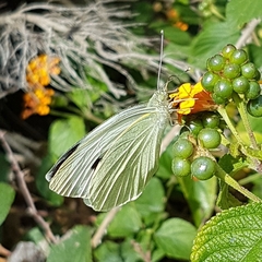 Pieris brassicae azorensis