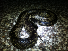 Lampropeltis splendida