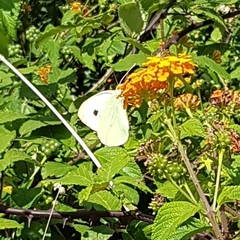 Pieris brassicae azorensis
