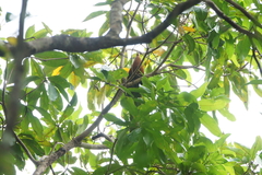 Rhamphococcyx calyorhynchus