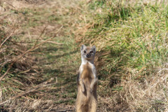 Cynictis penicillata penicillata