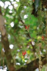 Aeschynanthus radicans