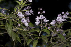 Prostanthera caerulea