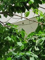 Acridotheres javanicus