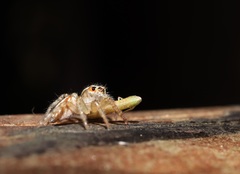 Plexippoides doenitzi