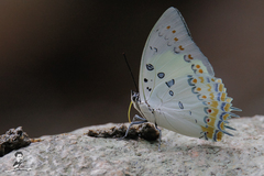 Polyura delphis