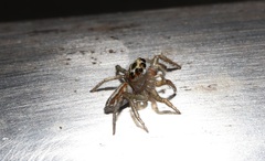 Plexippoides doenitzi