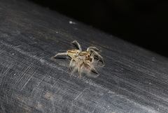 Phintella abnormis