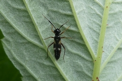 Globiceps flavomaculatus