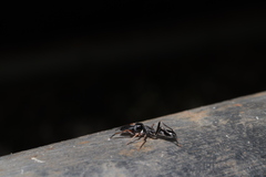 Myrmarachne elongata