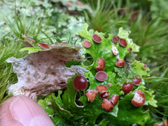 Pseudocyphellaria glabra