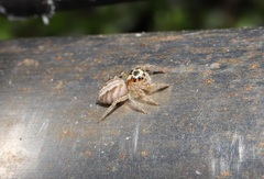 Plexippoides doenitzi