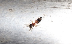 Myrmarachne elongata