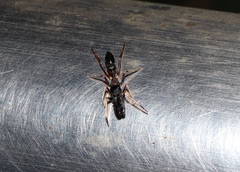 Myrmarachne elongata