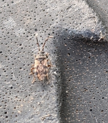 Euander lacertosus