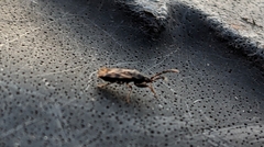 Euander lacertosus