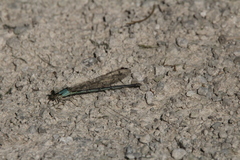 Argia apicalis