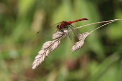 Sympetrum