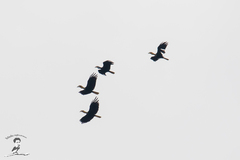 Rhyticeros subruficollis