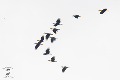 Rhyticeros subruficollis