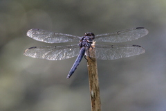 Libellula incesta