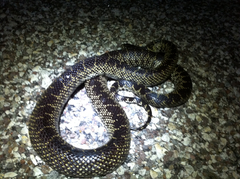 Lampropeltis splendida