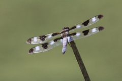Libellula pulchella