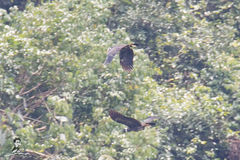 Anorrhinus galeritus