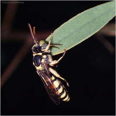 Nomada vegana