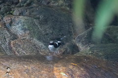 Enicurus ruficapillus