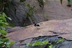 Enicurus ruficapillus