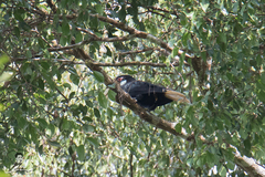 Rhyticeros subruficollis