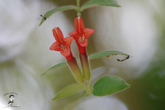 Aeschynanthus radicans