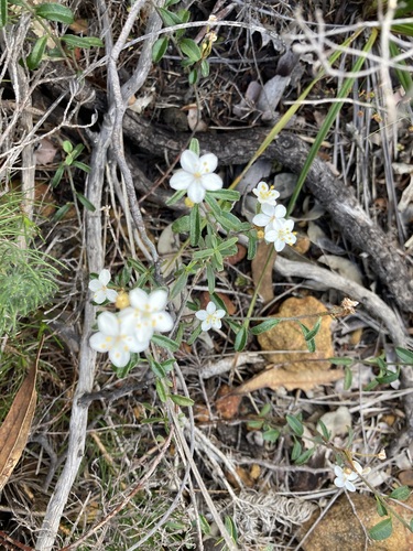 Image of Asterolasia drummondii by (c) Thomas Mesaglio, some rights reserved (CC BY)