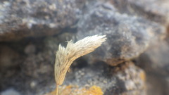 Phleum arenarium