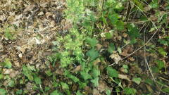 Euphorbia seguieriana