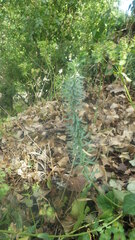 Euphorbia seguieriana