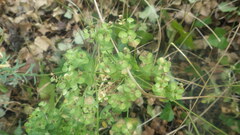 Euphorbia seguieriana